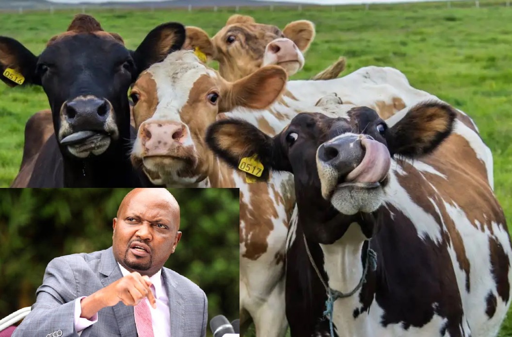 Kenya To Export 700,000 Cows To Indonesia Every Year